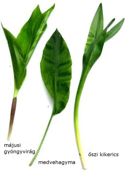 medvehagyma